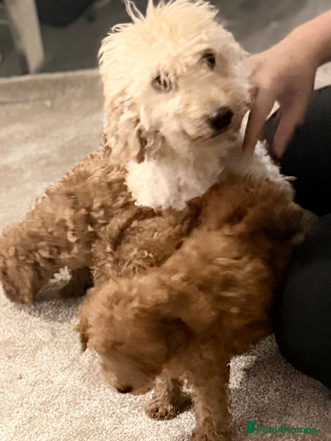 Maltipoo dogs Beautiful F1BB Maltipoo Puppies  - Advert 1