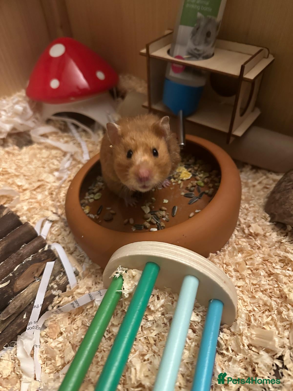 Hamster rodents Friendly female Syrian hamster with wooden set up - Advert 1