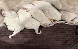 German Shepherd dogs for sale: Very special, super WHITE, LONG HAIRED GSD pups  - Image 15
