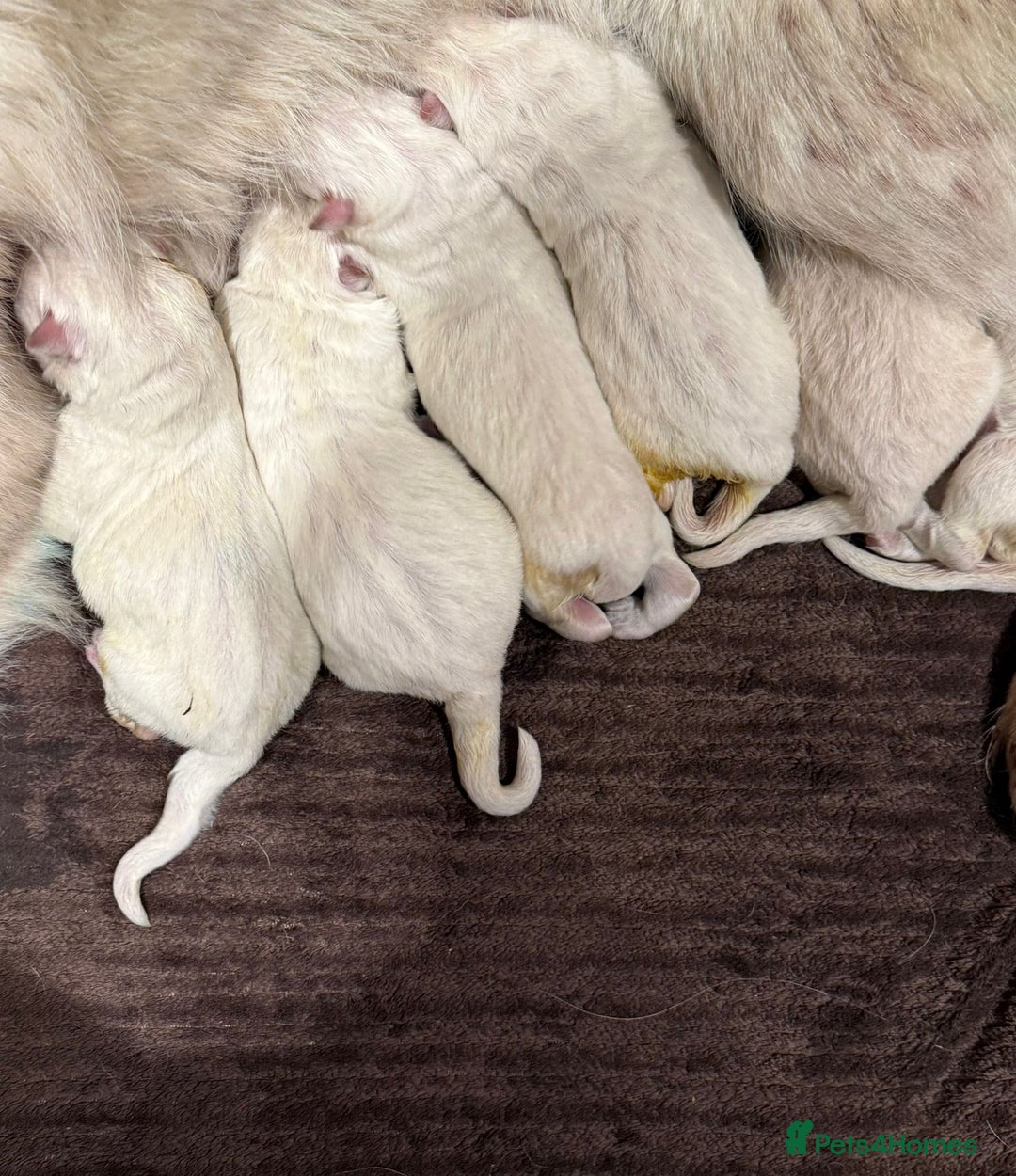 German Shepherd dogs for sale: Very special, super WHITE, LONG HAIRED GSD pups  - Image 15