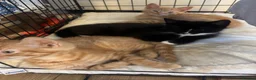 Mixed Breed cats for sale: 7 beautiful kittens looking for their forever home - Advert 2