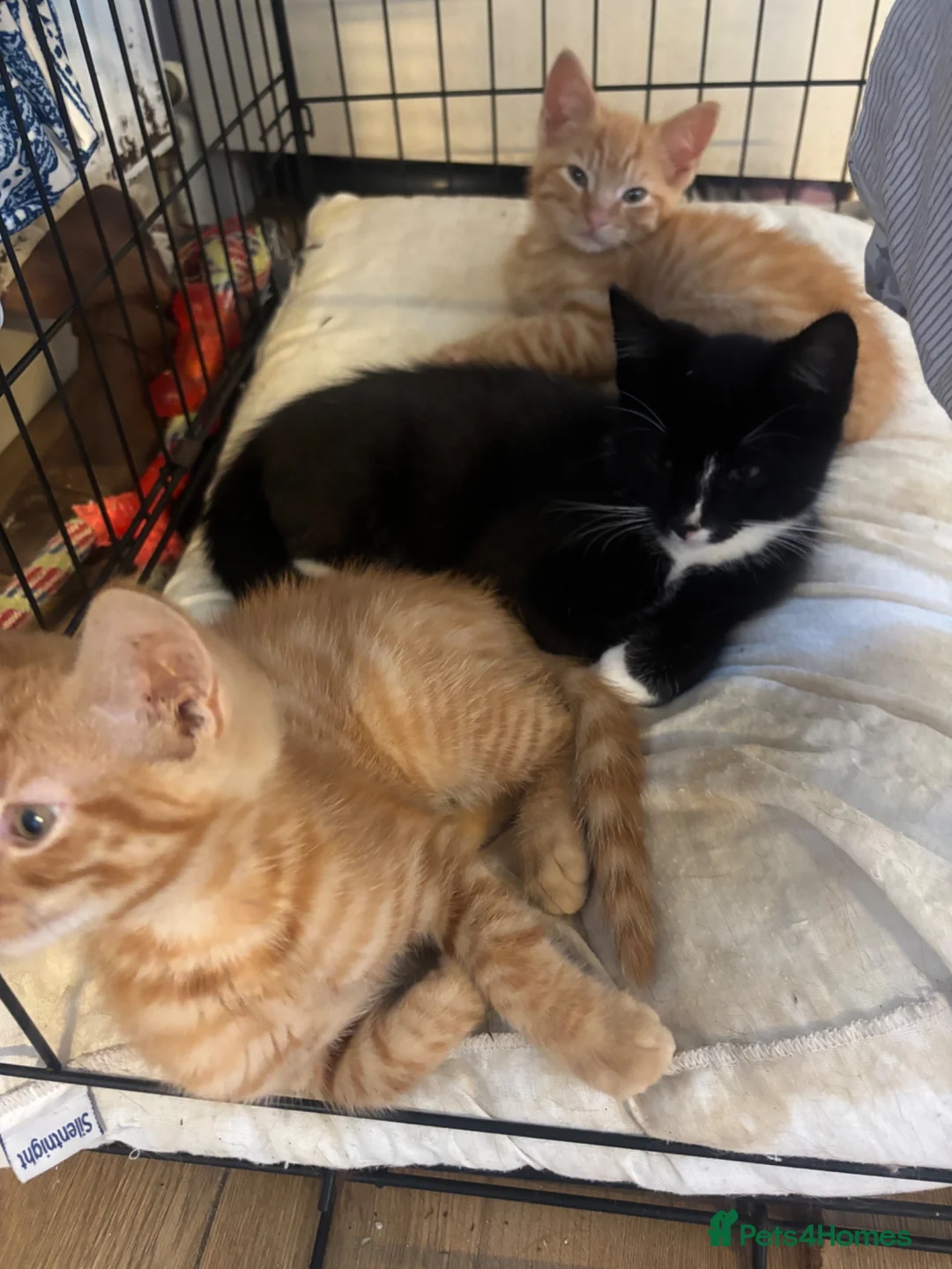 Mixed Breed cats for sale: 7 beautiful kittens looking for their forever home - Advert 2