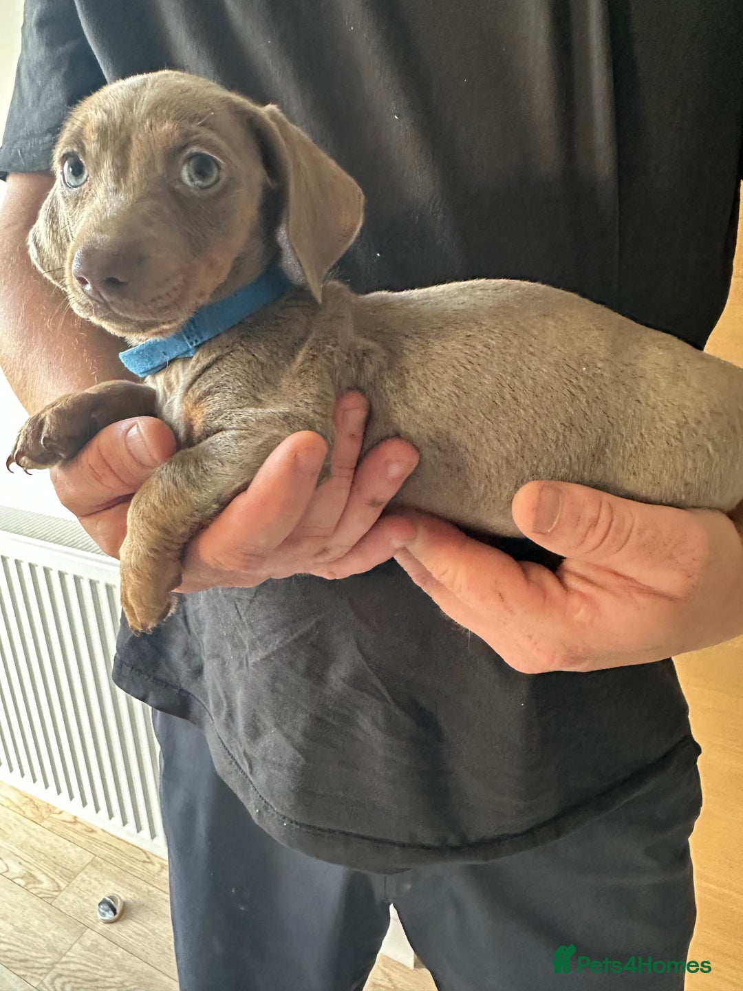 Miniature Dachshund dogs for sale: Miniature dachshund puppies  - Image 5