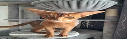 Abyssinian cats for sale: Abysinian female kitten looking for a new home in High Wycombe - Advert 7