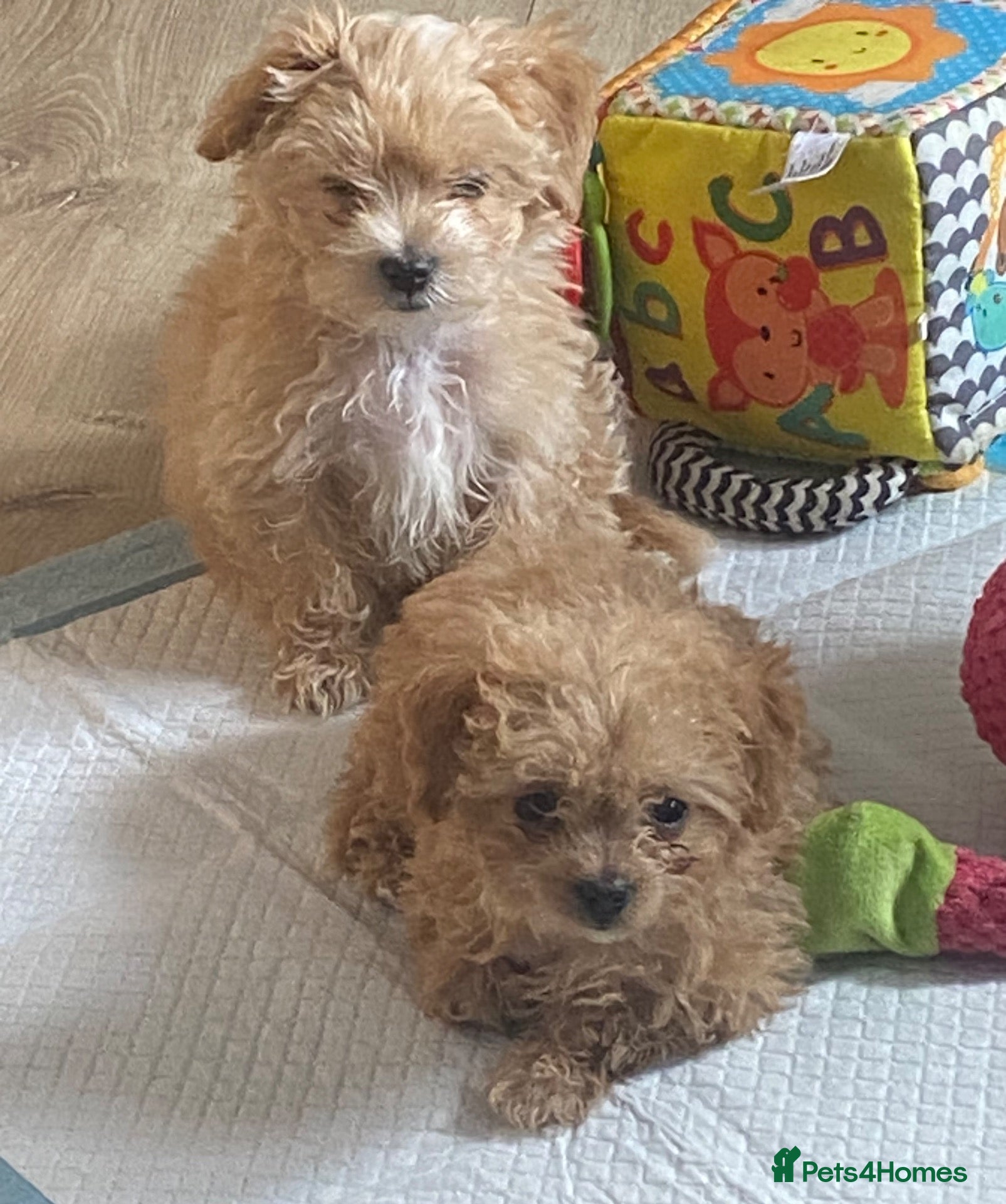Maltipoo dogs Asian tiny x-small multipoo puppies f1 Ready now  - Advert 2