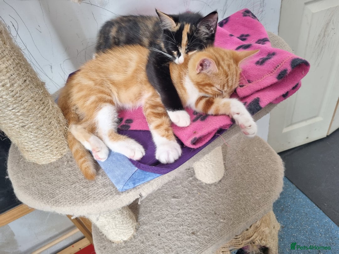 RagaMuffin cats for sale: Lovely ragamuffinx kittens - Image 1