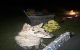 Mixed Breed dogs for adoption: 💙🐶 NICK(8 month) & ❤️🐶 MAILY (1 year)  - Advert 13