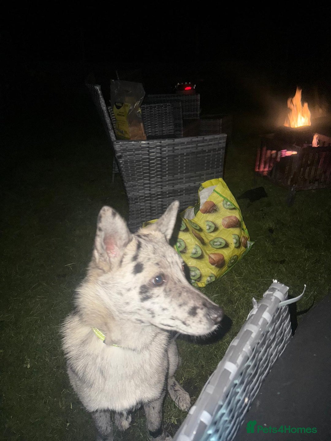 Mixed Breed dogs for adoption: 💙🐶 NICK(8 month) & ❤️🐶 MAILY (1 year)  - Advert 13