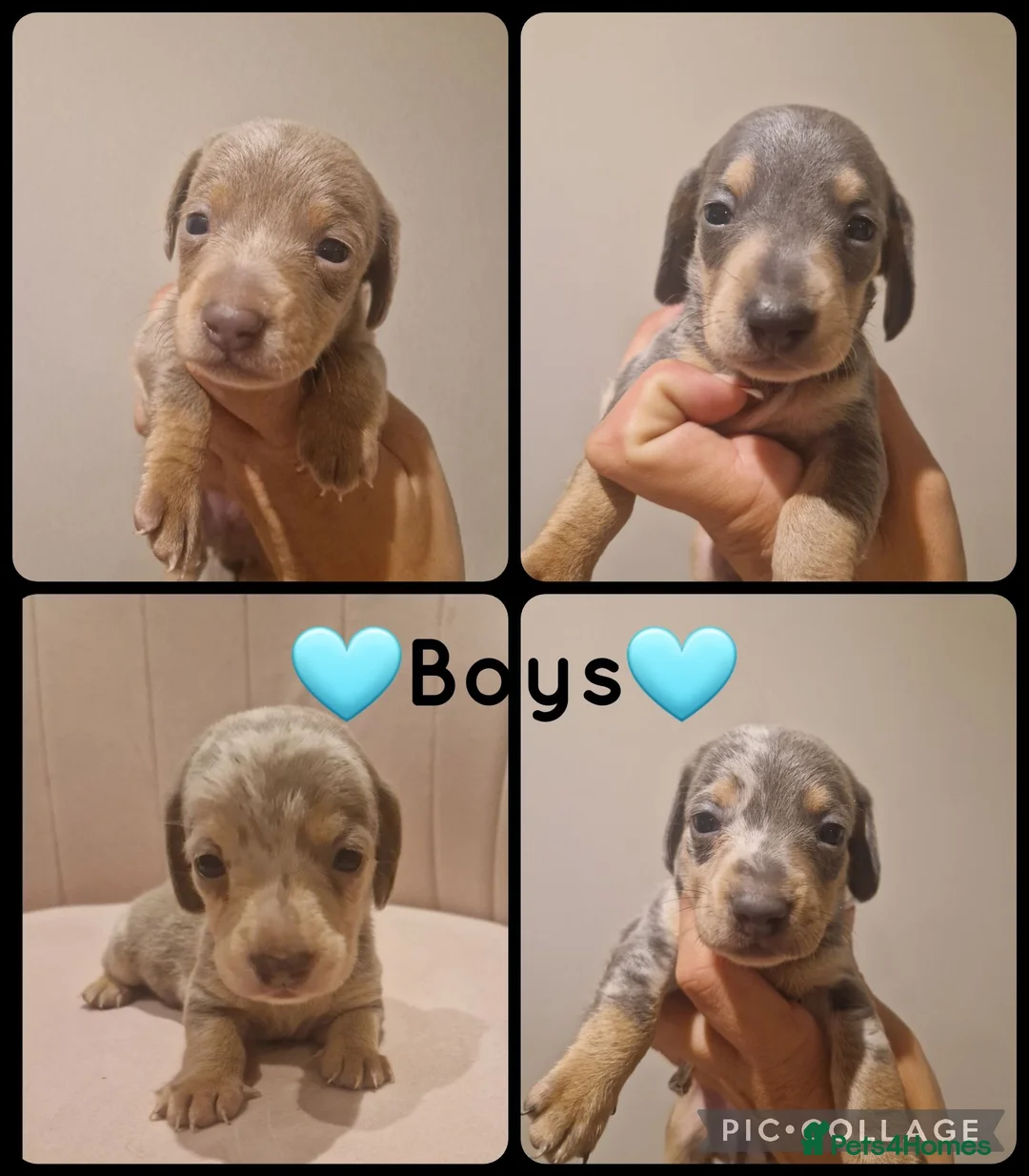 Miniature Dachshund dogs for sale: Blue dapple daxies beautiful colours - Advert 1