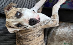 American Bulldog dogs for sale: 1 year old American bulldog  - Advert 1