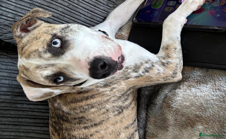 American Bulldog dogs 1 year old American bulldog  - Advert 1