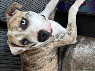 American Bulldog dogs for sale: 1 year old American bulldog - Advert 1