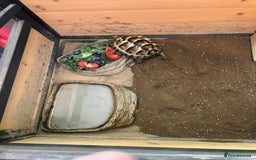 Hermann Tortoise reptiles for sale: Tommy the Tortoise - Advert 4