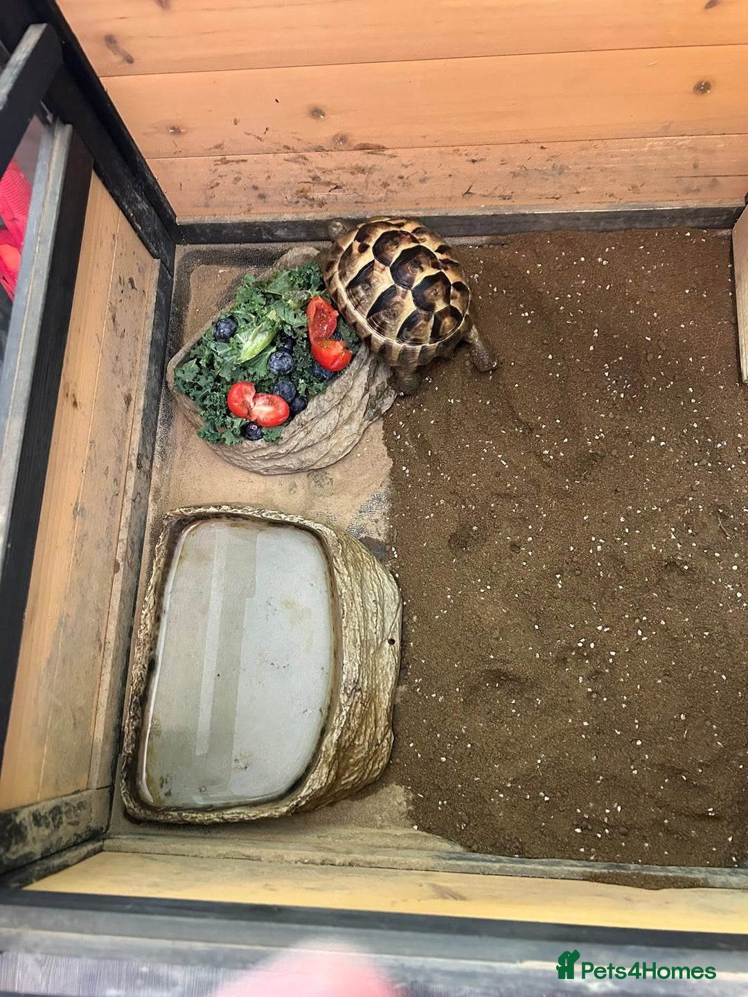 Hermann Tortoise reptiles for sale: Tommy the Tortoise - Advert 4