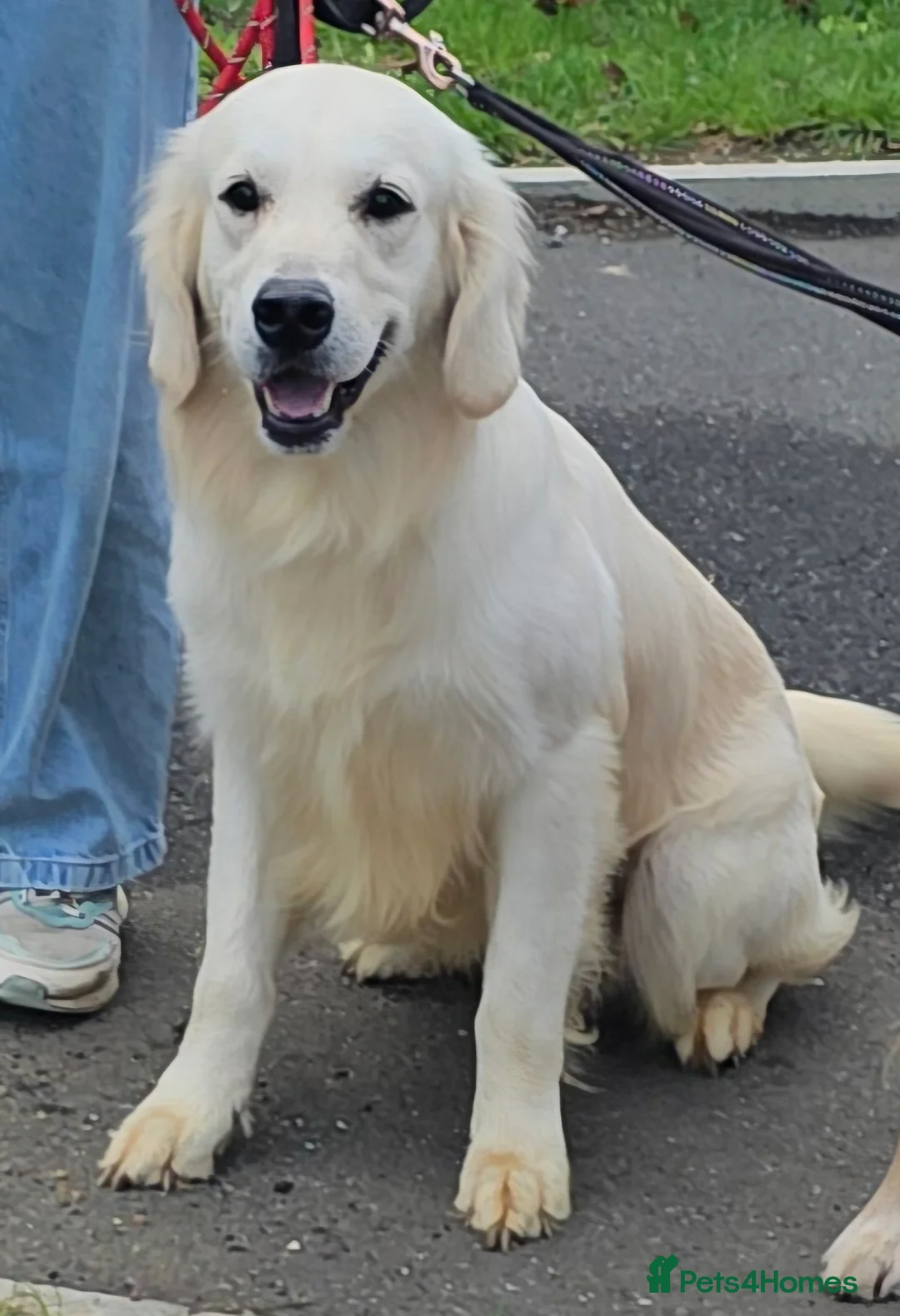 Golden Retriever dogs for stud: Extensively health tested show type kc reg - Advert 1