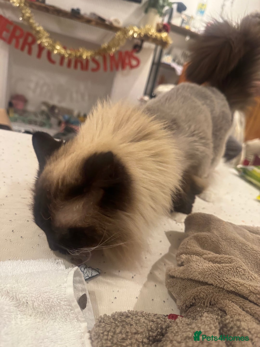 Ragdoll cats for sale: Beautiful Ragdoll female  - Advert 5