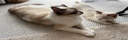 Ragdoll cats for sale: Pure ragdoll kittens for sale London - Advert 5