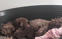 Shihpoo dogs for sale: Imperial toy Shihpoos  - Image 18
