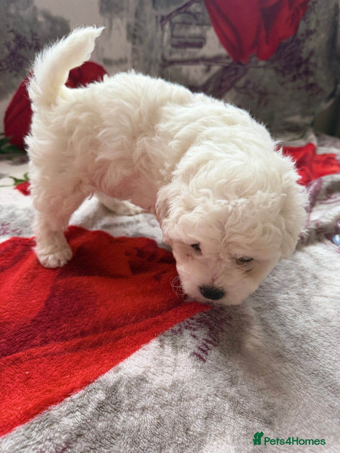 Bichon Frise dogs for sale: KC Registered Pedigree Bichon Frise Puppies - Advert 7