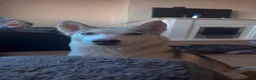 Siberian Husky dogs for sale: Husky puppies for sale  - Advert 20