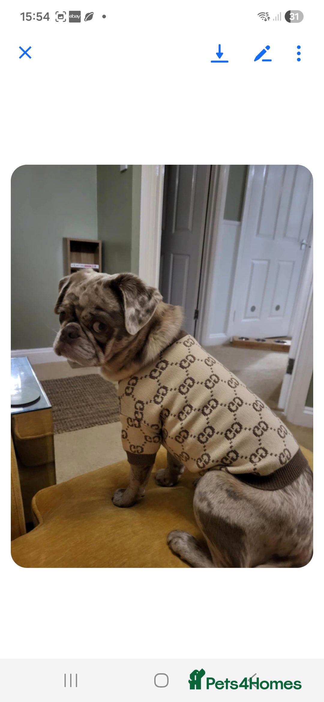 Pug dogs Merle pug - Advert 2