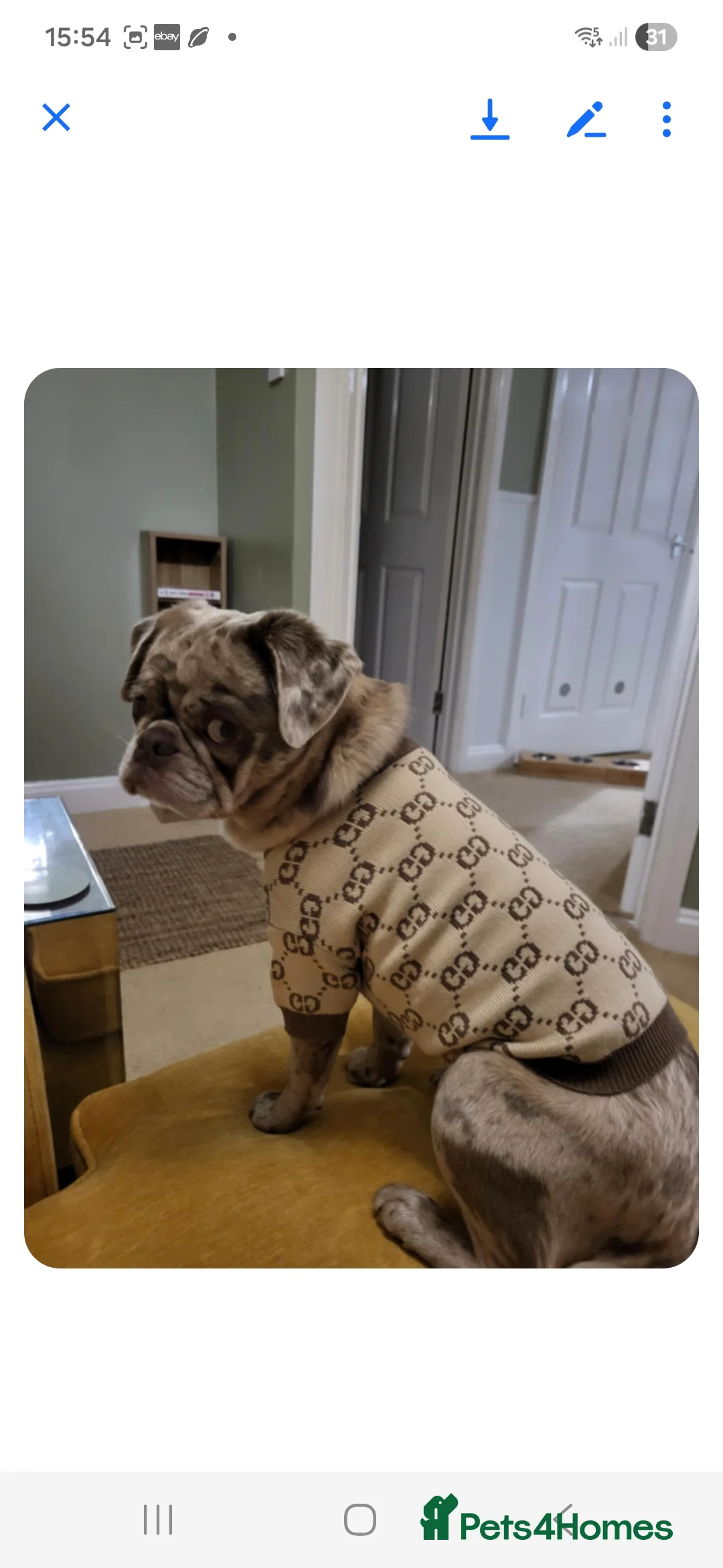 Pug dogs for sale: Merle pug - Advert 1