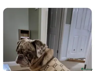 Pug dogs Merle pug - Advert 2