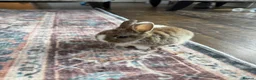 Netherland Dwarf rabbits for sale: Beautiful Netherland Dwarf kits  - Advert 10