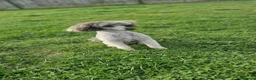 Miniature Poodle dogs for sale: Kc reg Miniture poodle - Advert 3