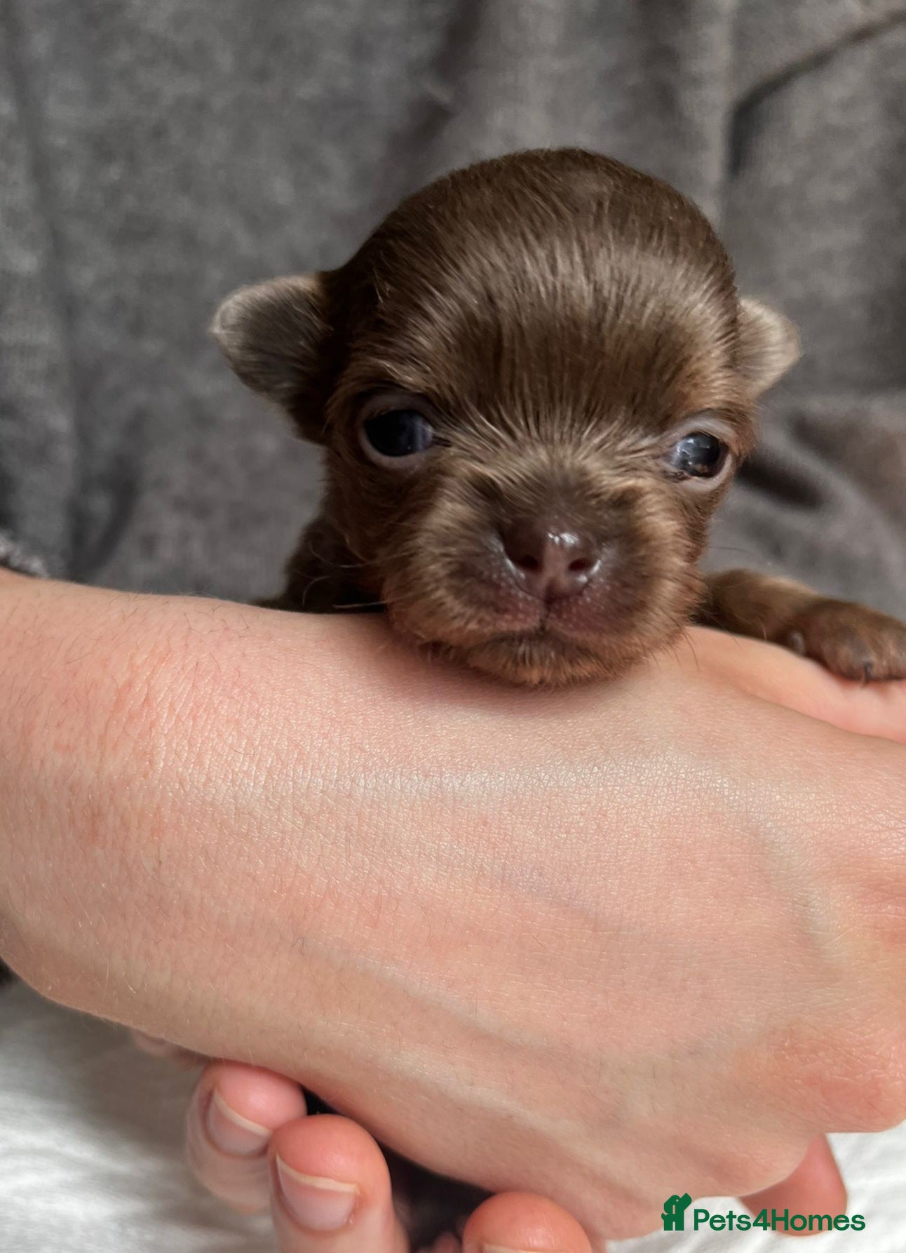 Chihuahua dogs ❤️‍🔥Dna tested parents❤️‍🔥1Boy SC 1girl LC  - Advert 9