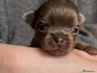 Chihuahua dogs ❤️🔥Dna tested parents❤️🔥1Boy SC 1girl LC - Advert 9