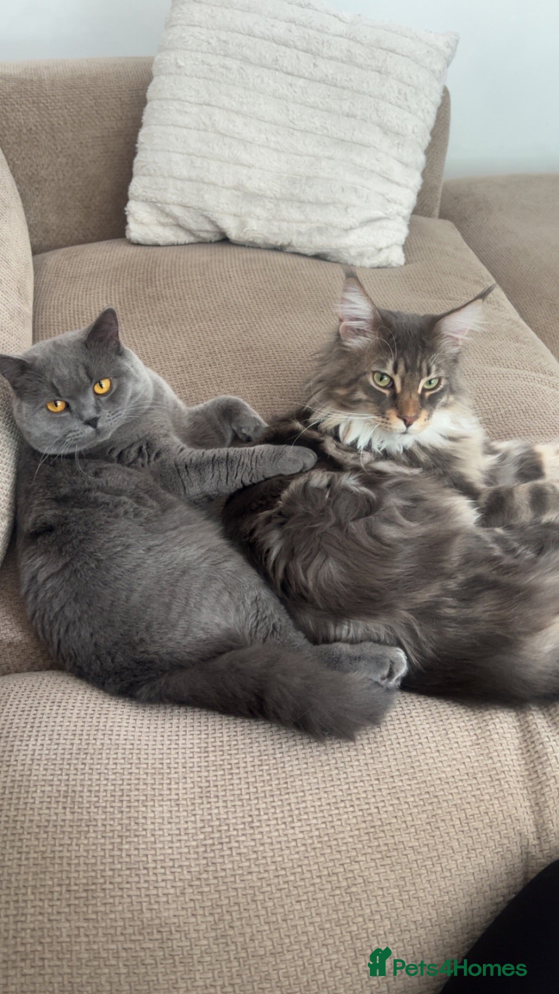 British Shorthair cats Male Maincoon & male British short hair - Advert 1