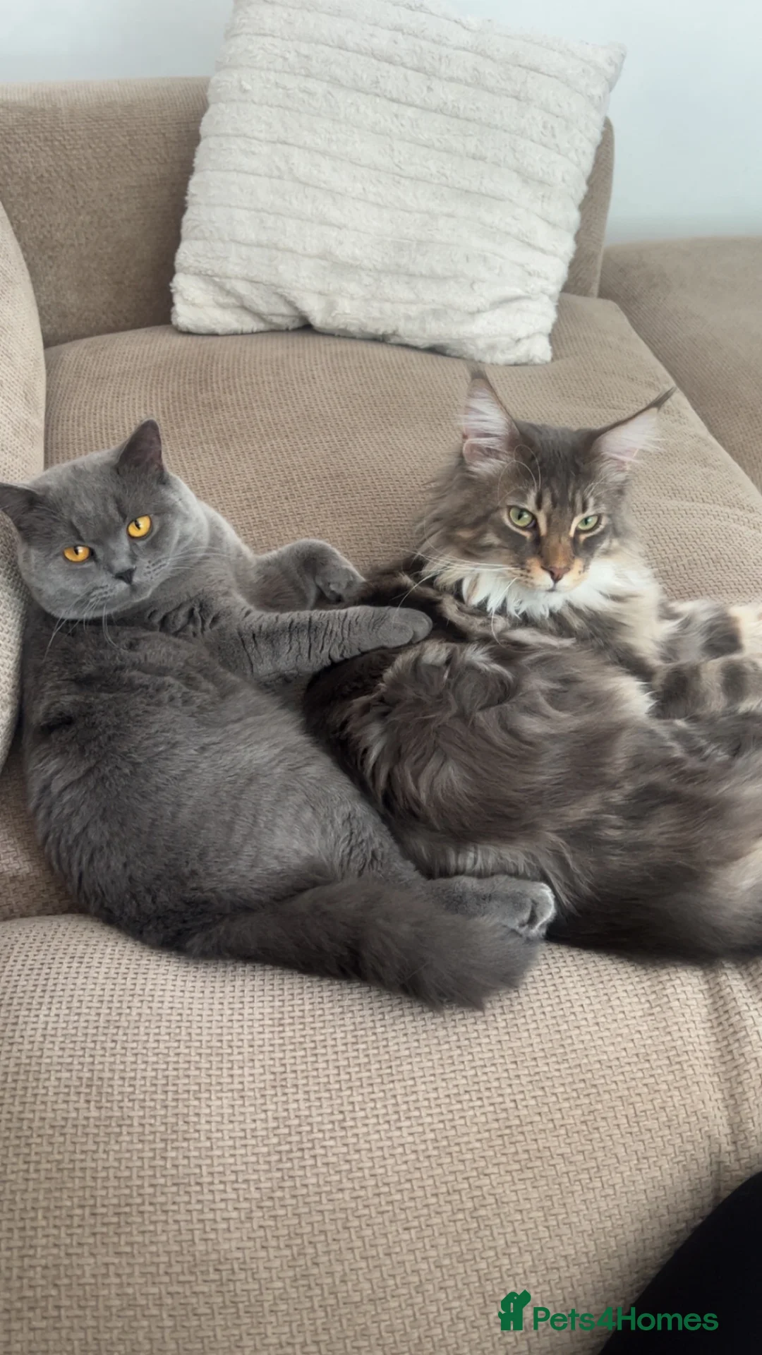British Shorthair cats for sale: Male Maincoon & male British short hair - Advert 1