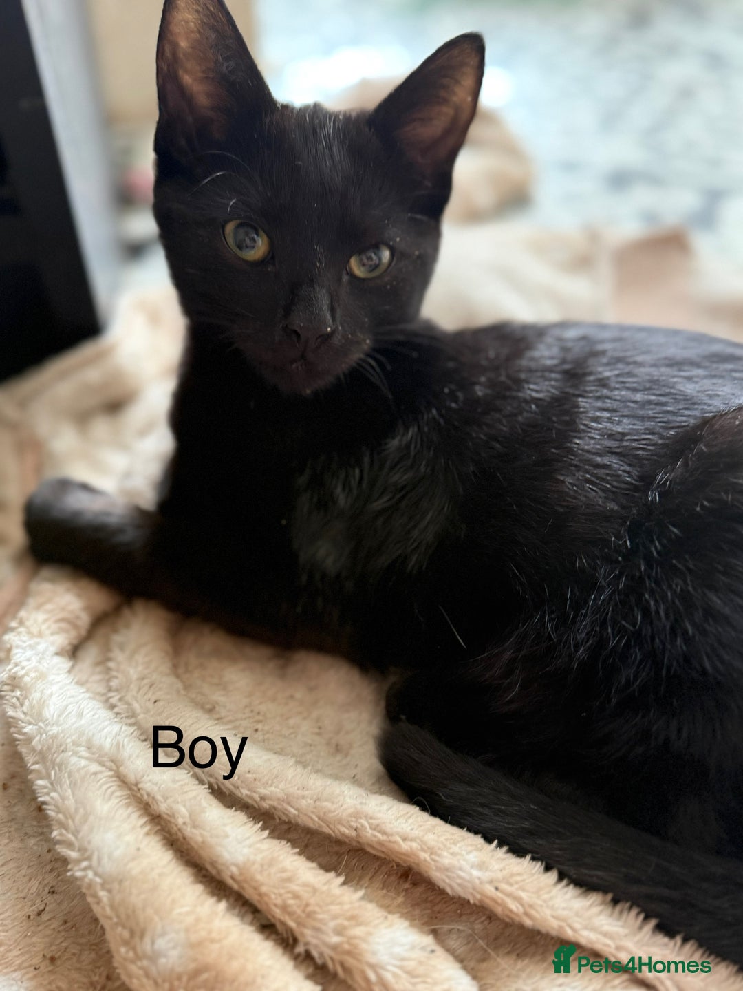 Mixed Breed cats for sale: 7 kittens for sale  - Image 2