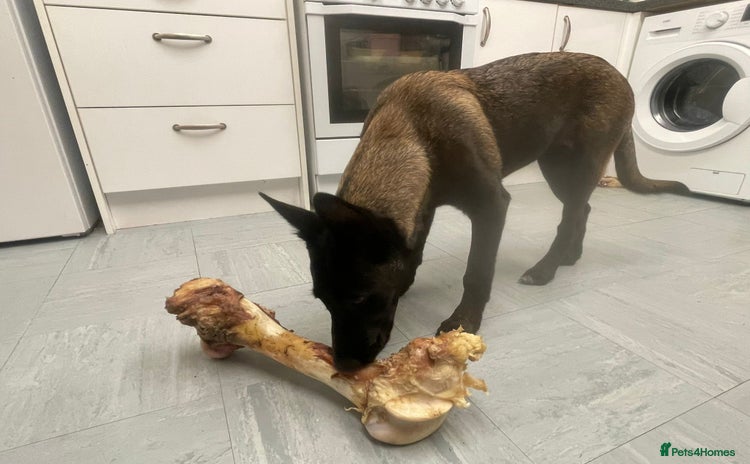 Belgian Shepherd Dog dogs - Advert 3