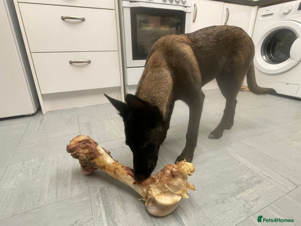 Belgian Shepherd Dog dogs - Advert 1