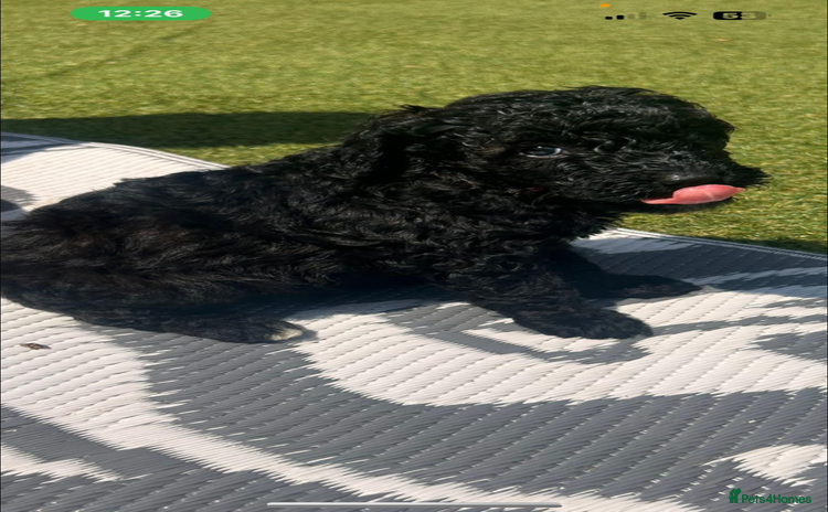 Cockapoo dogs - Advert 4