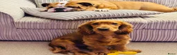 Mixed Breed dogs for sale: Two female Cockerbull puppies available now - Advert 2