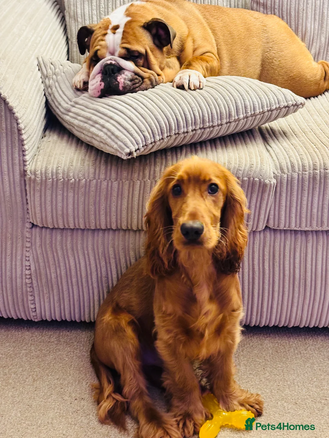 Mixed Breed dogs for sale: Two female Cockerbull puppies available now - Advert 2