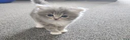Persian cats for sale: Persian× British short hair(Perdolls) - Advert 20