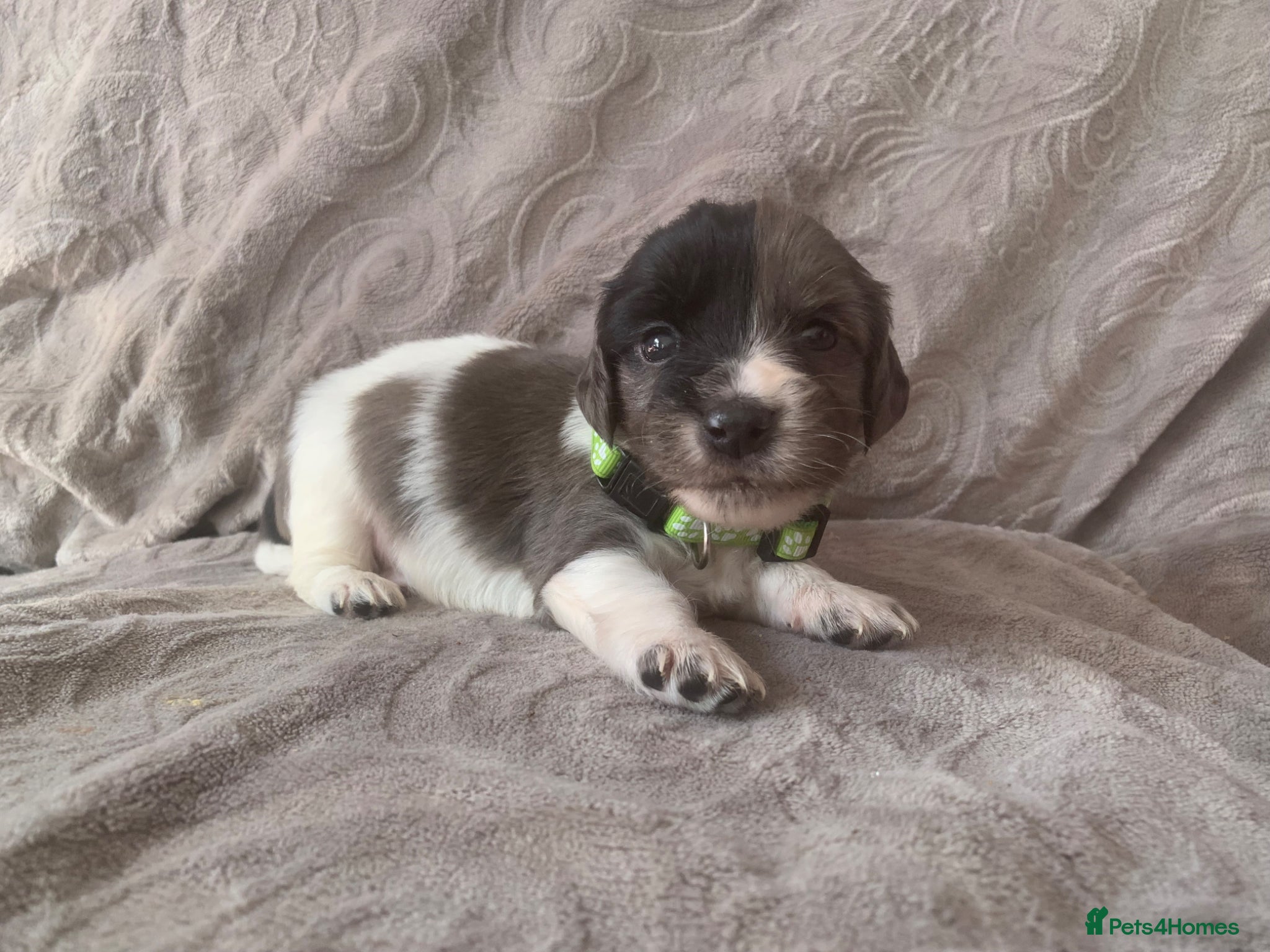 Mixed Breed dogs  german shorthaired pointer/ - Advert 1