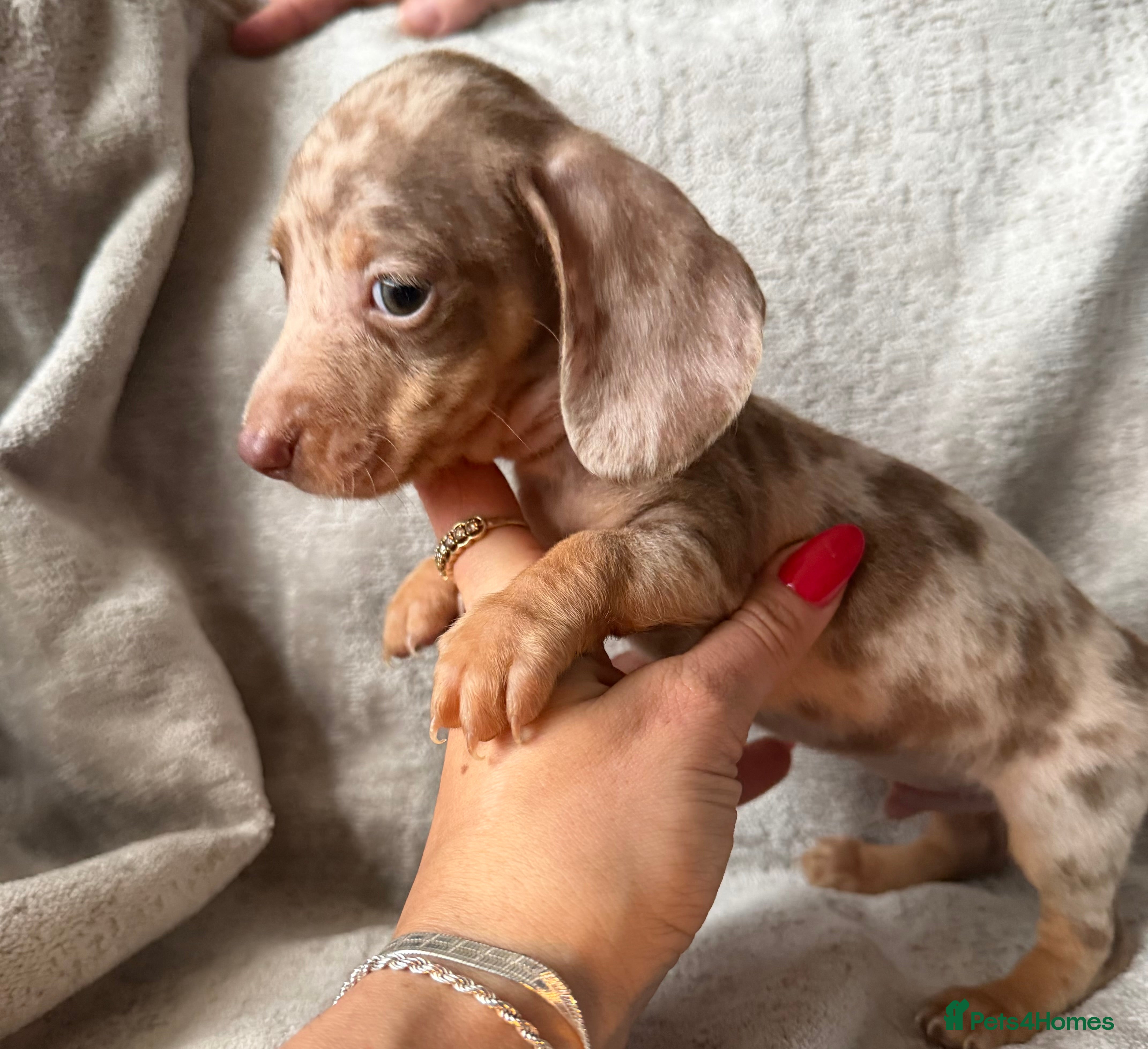 Miniature Dachshund dogs KC Reg Miniature Dachshunds Dapple Isabella    - Advert 4