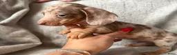 Miniature Dachshund dogs for sale: KC Reg Miniature Dachshunds Dapple Isabella    - Advert 7