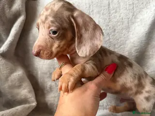 Miniature Dachshund dogs KC Reg Miniature Dachshunds Dapple Isabella - Advert 4