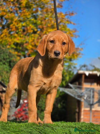 Labrador Retriever dogs - Advert 1