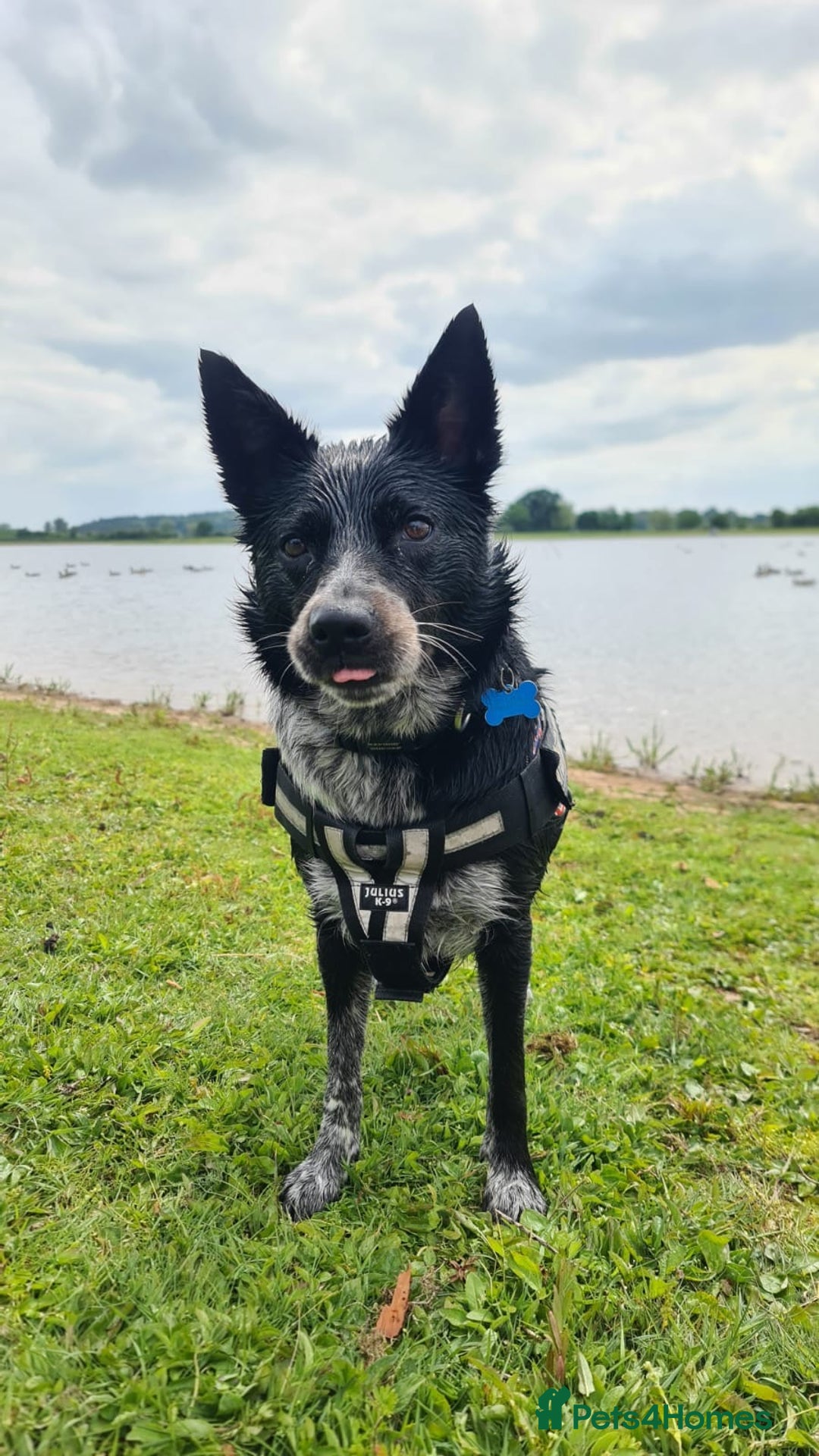 Mixed Breed dogs for sale: Echo – Affectionate Collie Mix Needs Stable Home - Advert 4