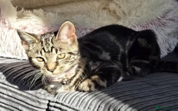Mixed Breed cats for sale: tigger - Image 1