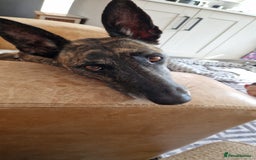 Mixed Breed dogs for sale: Sox a healthy 4 year old F Malinois-Saluki mixed - Image 1