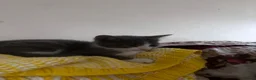 British Shorthair cats for sale: Grey kitten  in Craigavon - Advert 6