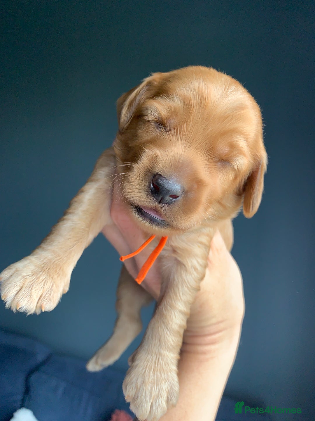 Cockapoo dogs for sale: 3 Stunning Dark Red Cockapoo Puppies - Image 16